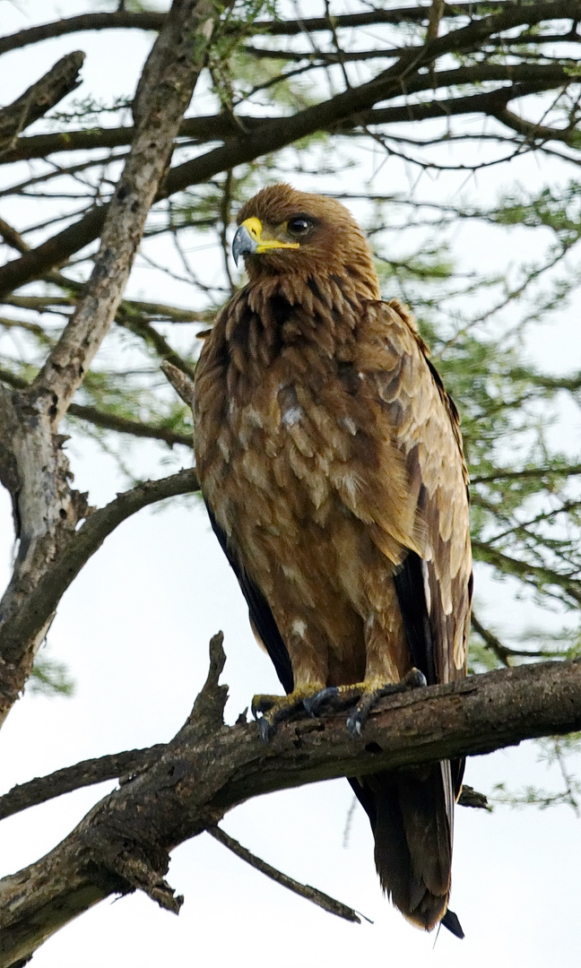 Raubadler (Tawny Eagle)