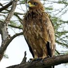 Raubadler (Tawny Eagle)