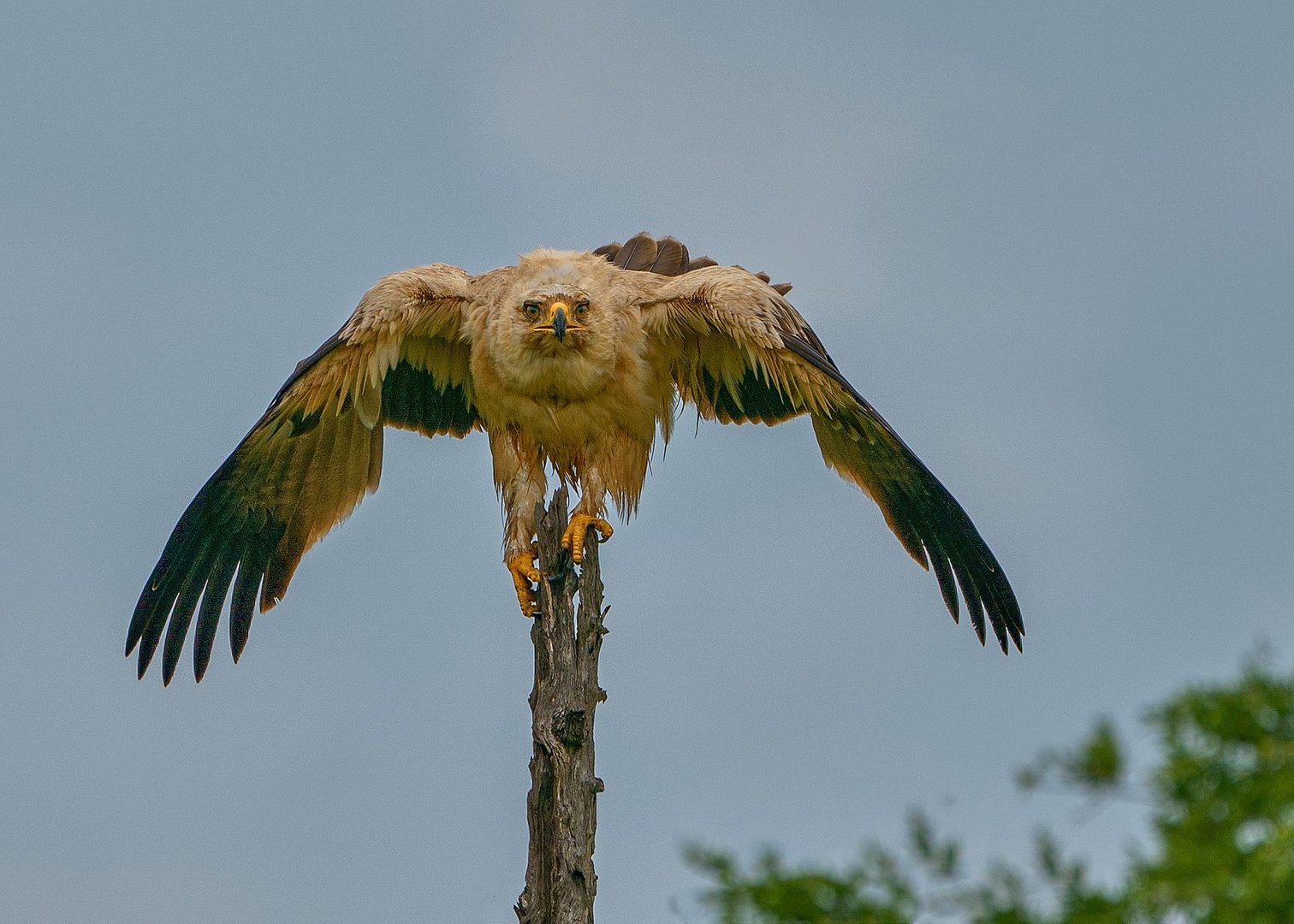 Raubadler (Tawny eagle)