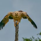 Raubadler (Tawny eagle)