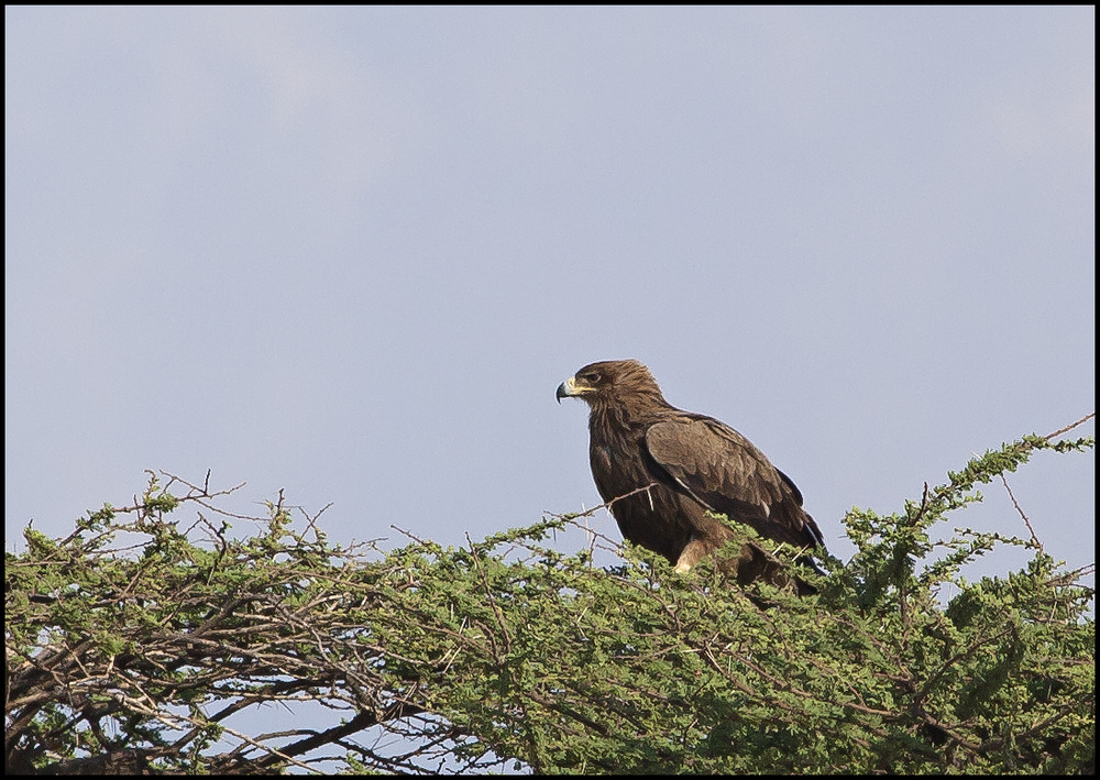 Raubadler (Tawny-Eagle) Ausschau nach Beute halten !!