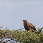 Raubadler (Tawny-Eagle) Ausschau nach Beute halten !!