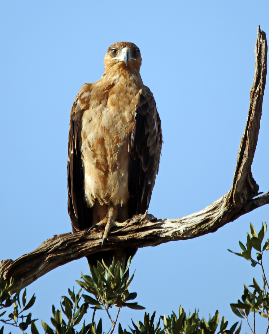 Raubadler,Savannenadler