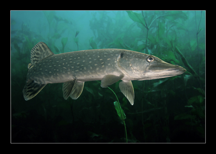 Raubfisch Foto & Bild unterwasser, uwsüsswasser, naturkreativ