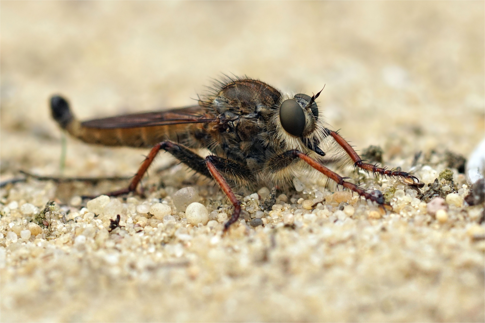 Raubfliege am Boden sitzend