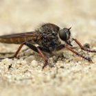 Raubfliege am Boden sitzend