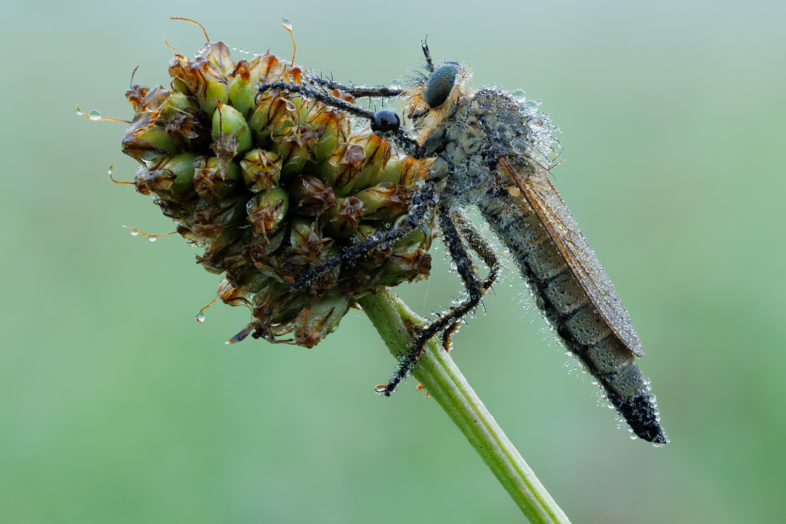 Raubfliege am Morgen