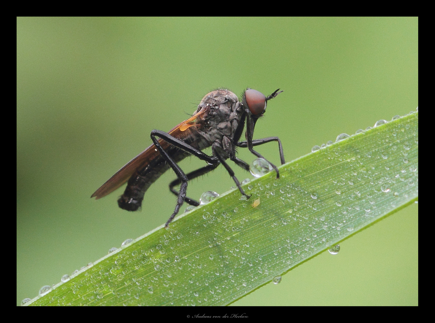 Raubfliege (Asilidae)