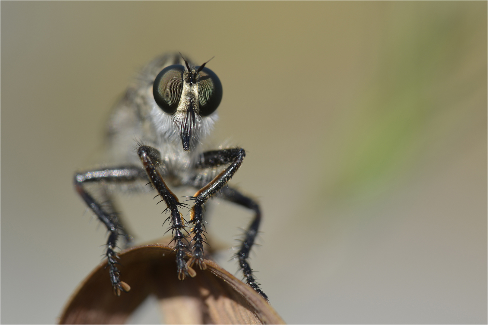 Raubfliege (Asilidae)