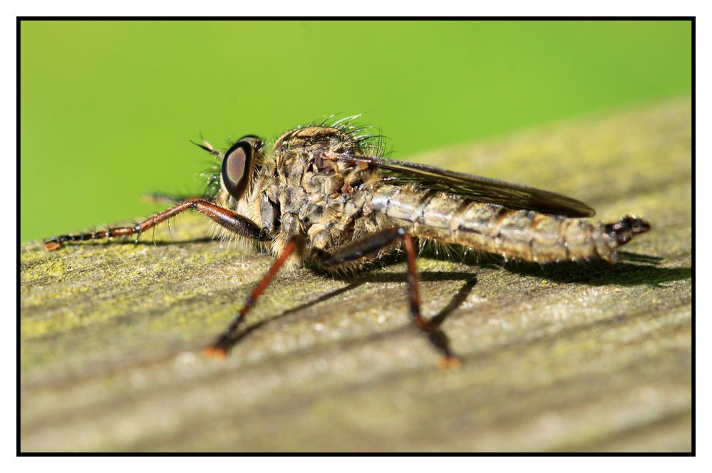 Raubfliege (Asilidae)