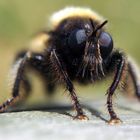 Raubfliege (Asilidae) keineHummel