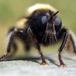 Raubfliege (Asilidae) keineHummel