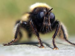 Raubfliege (Asilidae) keineHummel