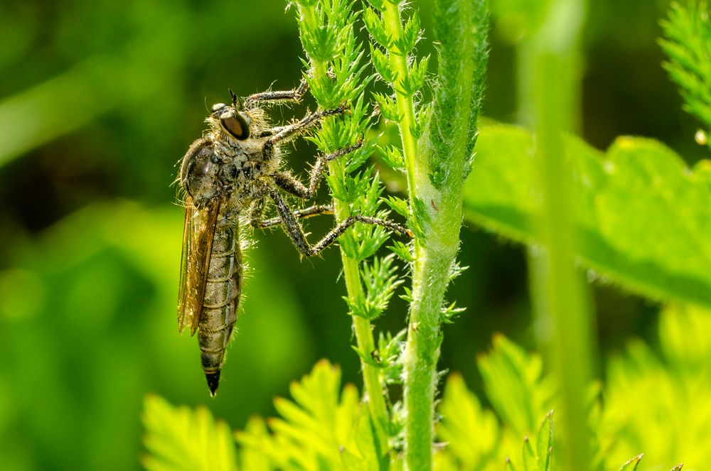 Raubfliege (Assilidae)