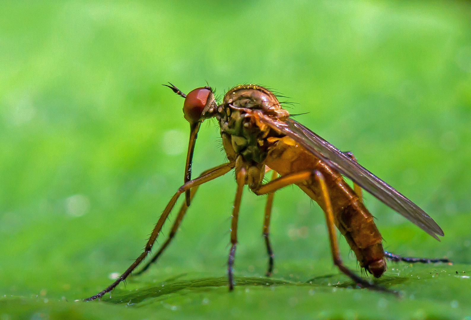 Raubfliege auf Blatt