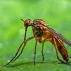 Raubfliege auf Blatt