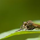 Raubfliege auf der Lauer