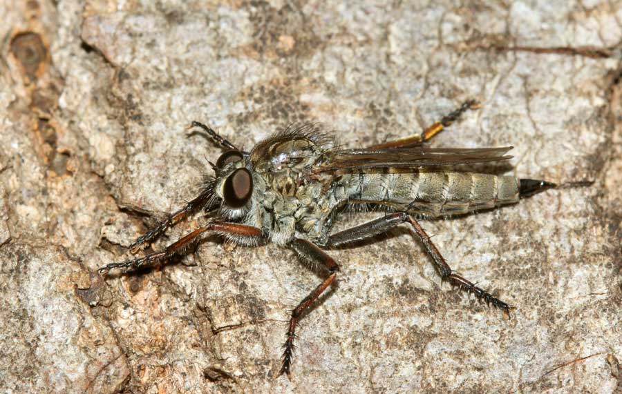 Raubfliege auf der Lauer (Machimus spec.)