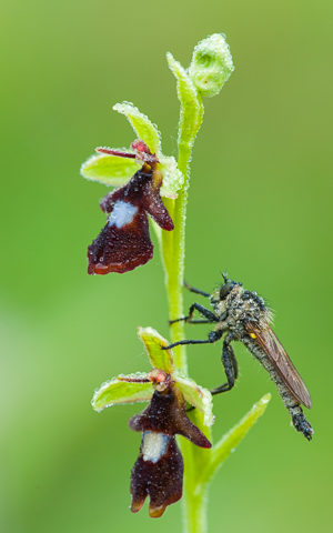 Raubfliege auf Fliegenragwurz