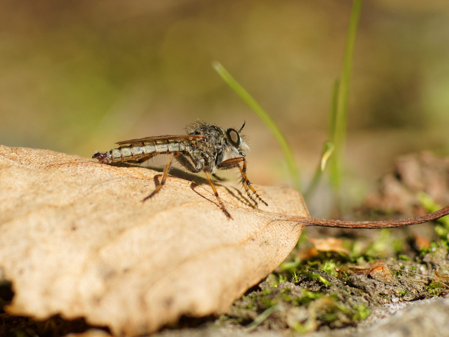 Raubfliege auf Herbstlaub