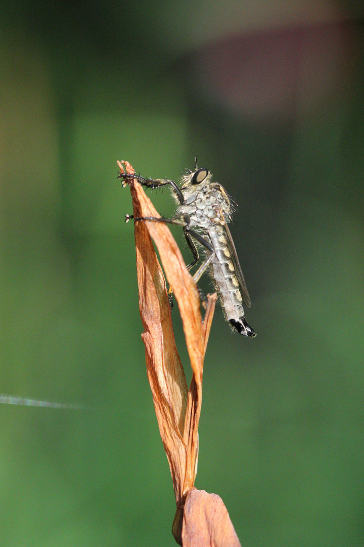 Raubfliege auf Iris