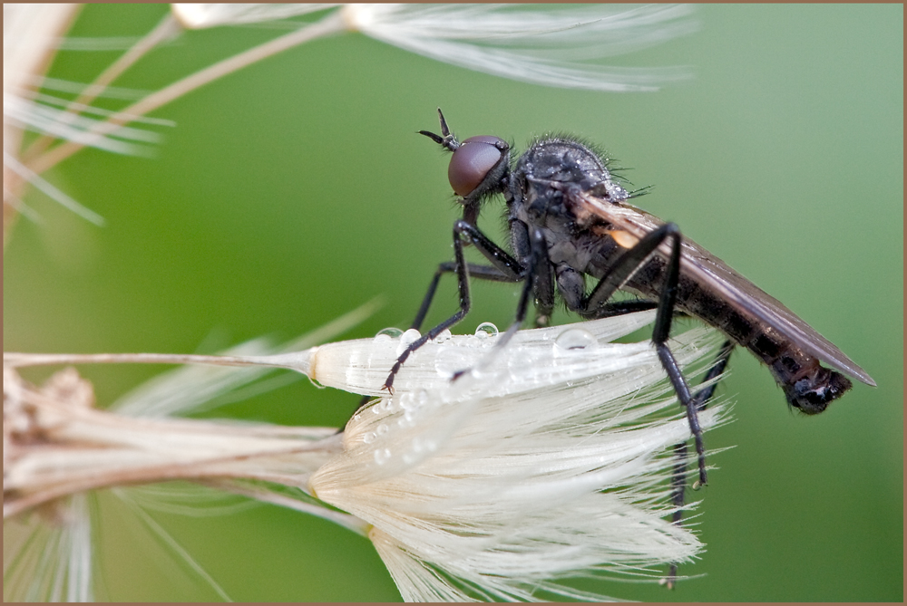 Raubfliege auf Pusteblume...