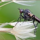 Raubfliege auf Pusteblume...