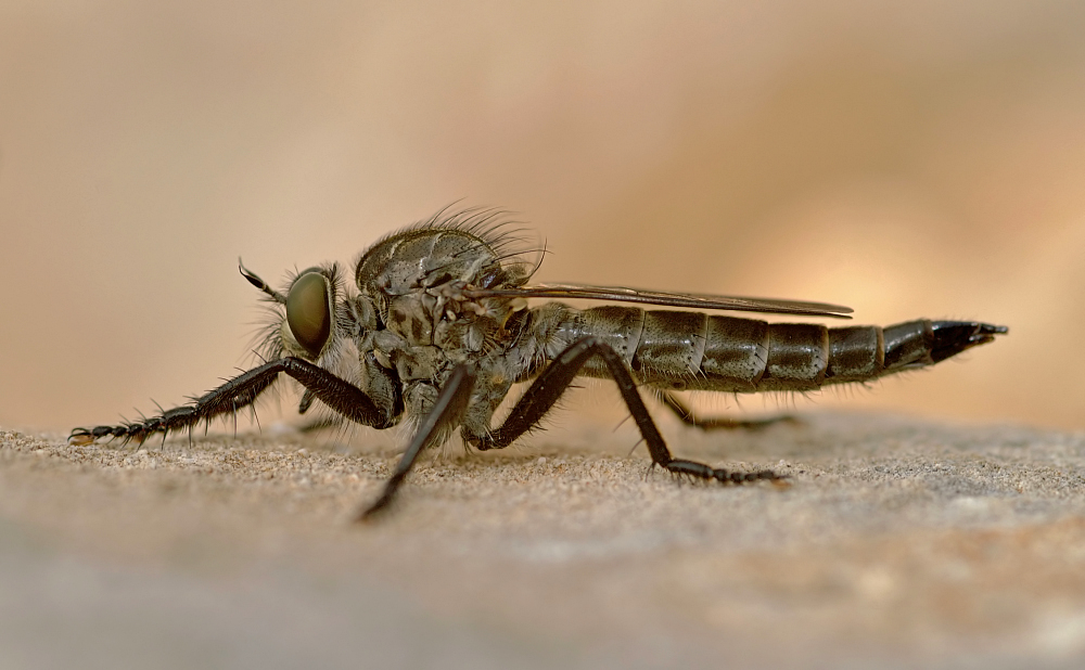 Raubfliege auf Sand