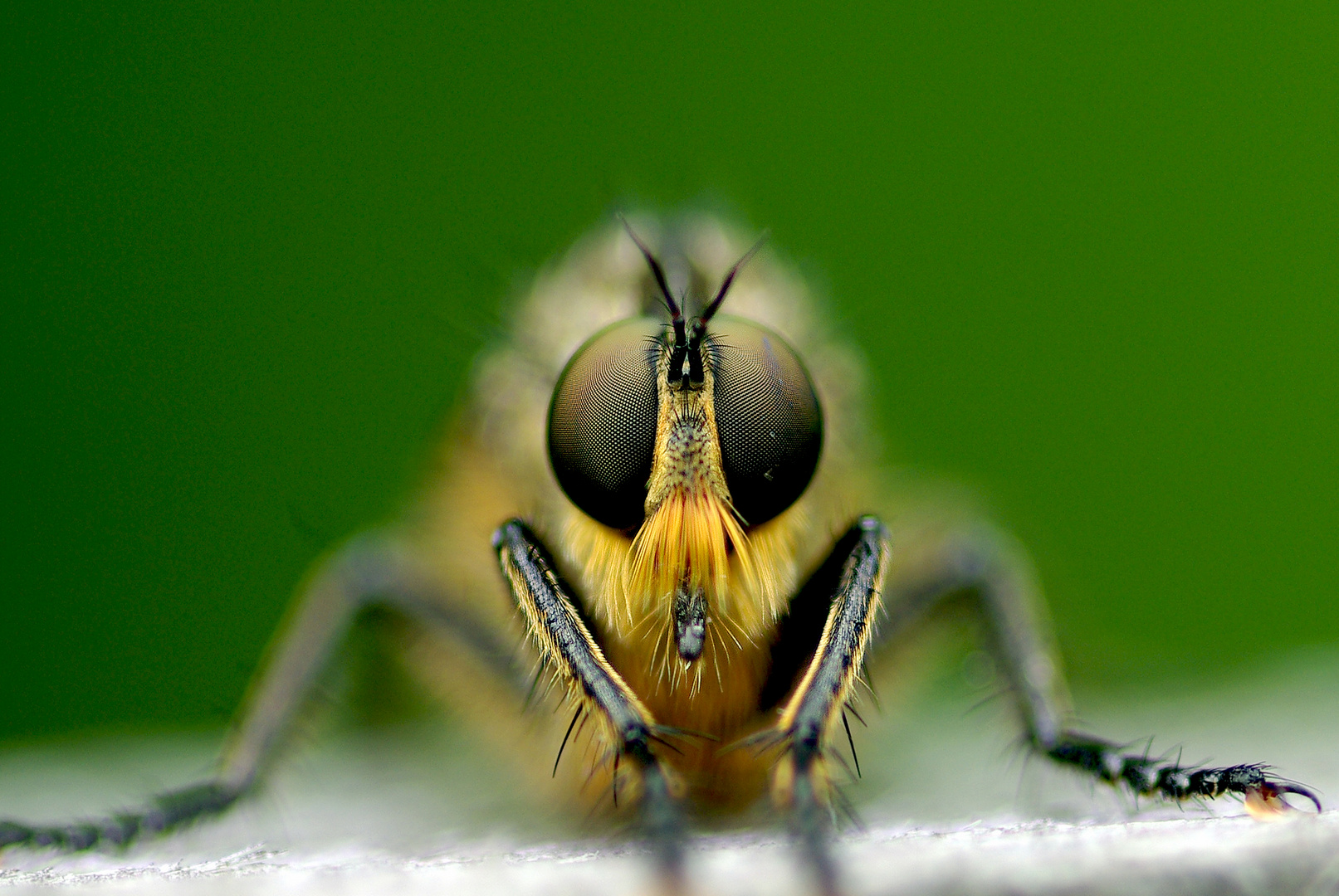 Raubfliege Auge in Auge