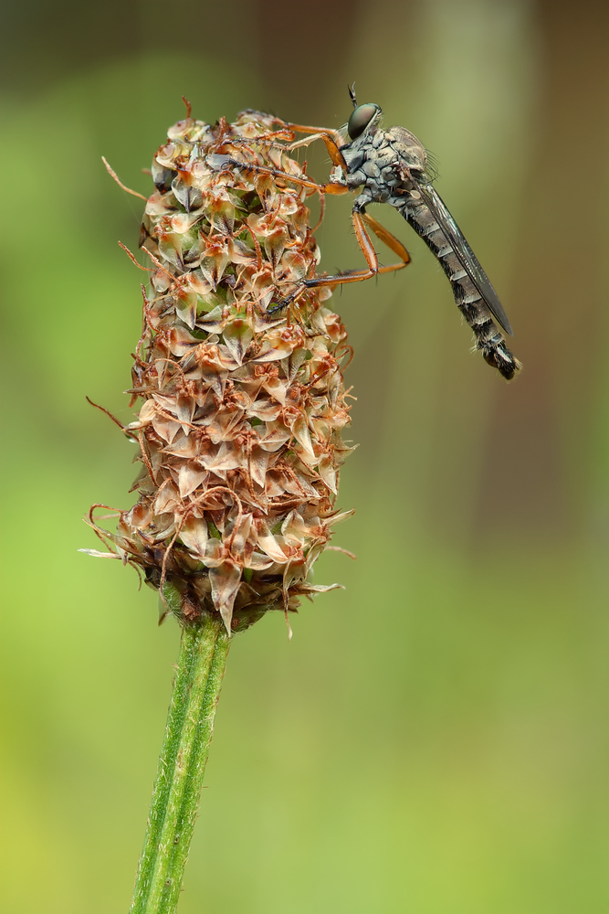 Raubfliege aus dem Garten