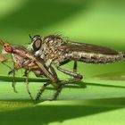 Raubfliege beim ersten Frühstück