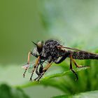 Raubfliege beim Frühstück