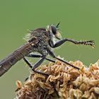 Raubfliege beim Händereiben …