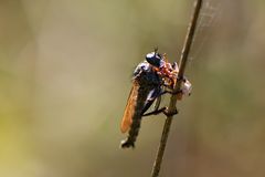 Raubfliege beim Speisen