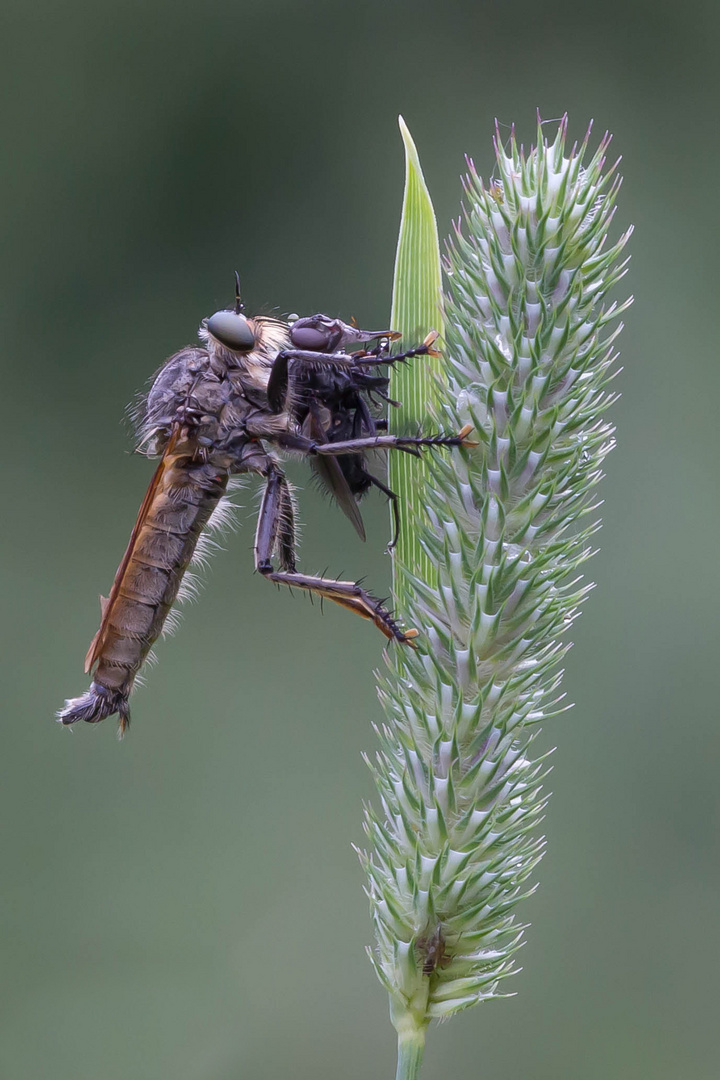 Raubfliege beim Verzehr einer Fliege