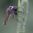 Raubfliege beim Verzehr einer Fliege