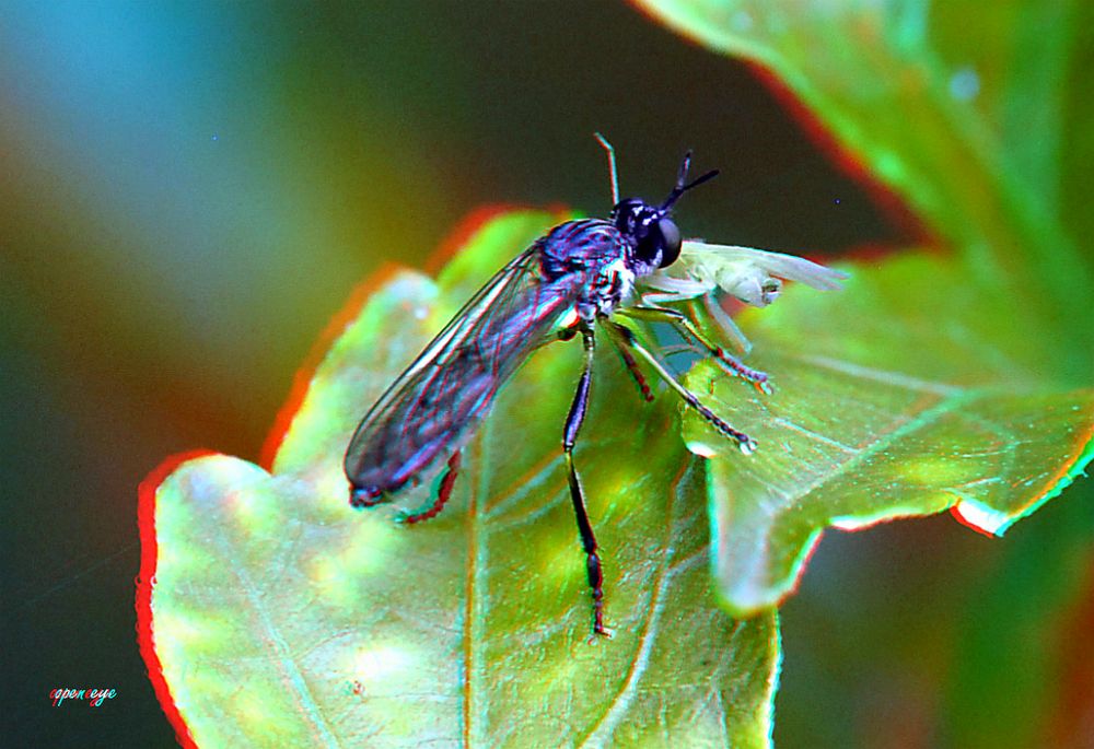 Raubfliege Dioctria hayalipennis -  Anaglyphen