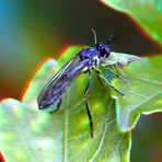 Raubfliege Dioctria hayalipennis -  Anaglyphen