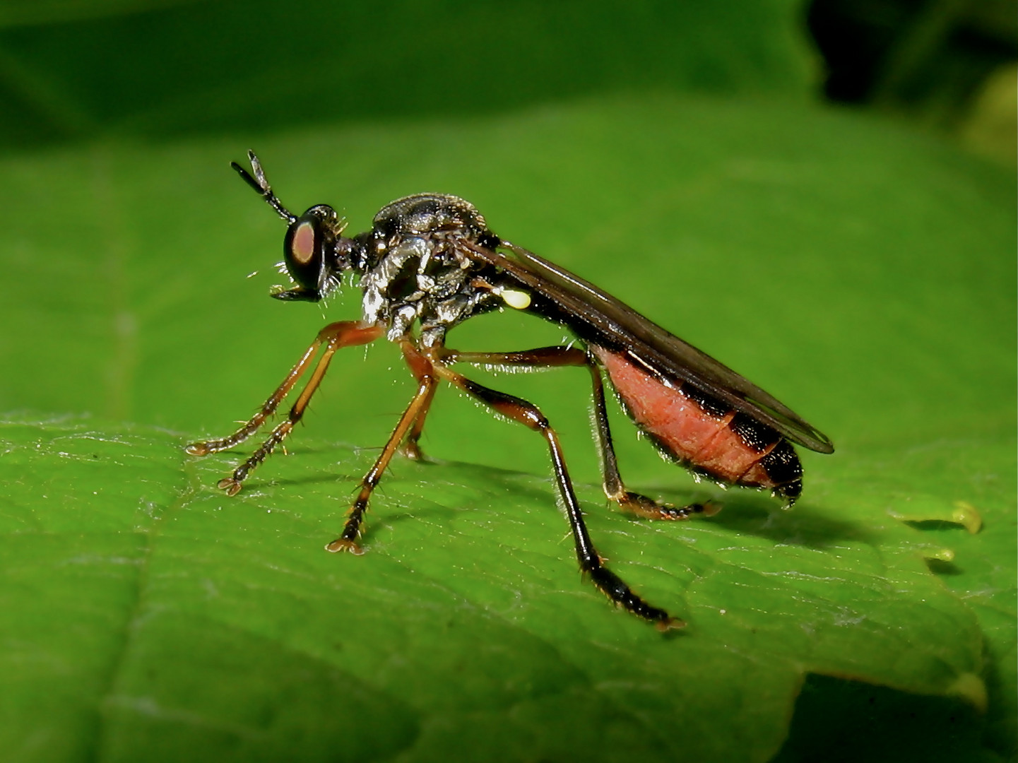 Raubfliege Dioctria hyalipennis, der alte Sheriff von letztens - Fliege 10 der heute eingestellten.