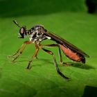 Raubfliege Dioctria hyalipennis, der alte Sheriff von letztens - Fliege 10 der heute eingestellten.