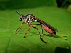 Raubfliege Dioctria hyalipennis, der alte Sheriff von letztens - Fliege 10 der heute eingestellten.