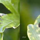 Raubfliege Dioctria lipennis - Kreuzblick Stereos