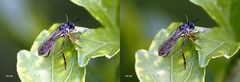 Raubfliege Dioctria lipennis - Kreuzblick Stereos