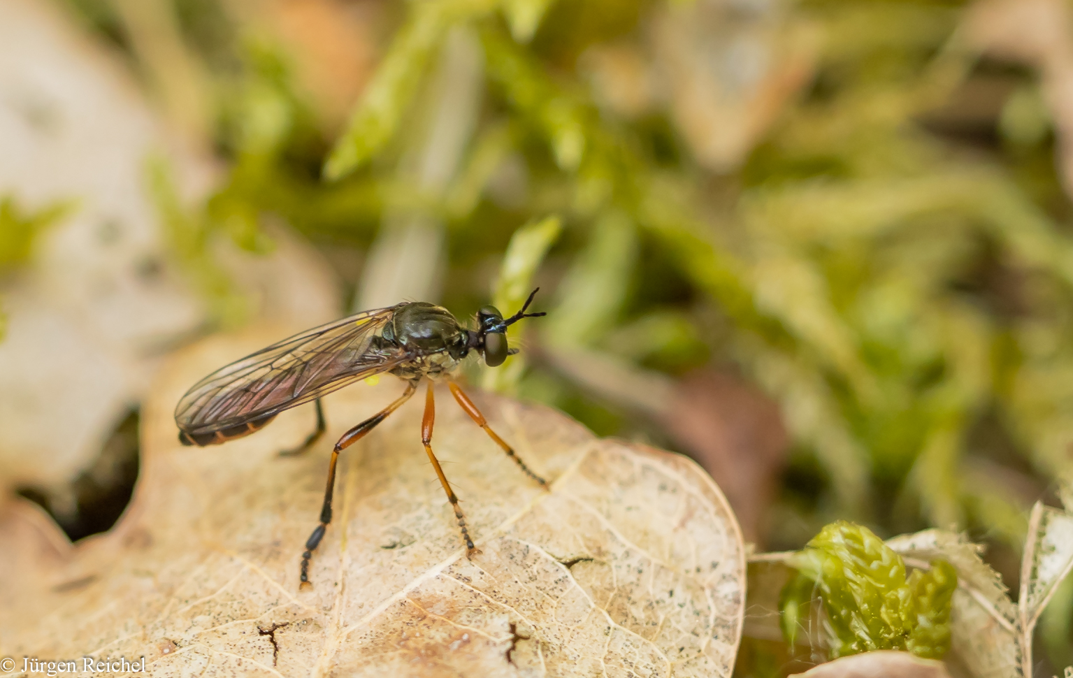 Raubfliege ( Dioctria rufipes )