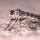 Raubfliege, Diptera irgendwas?