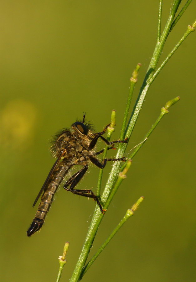 Raubfliege - Dysmachus picipes