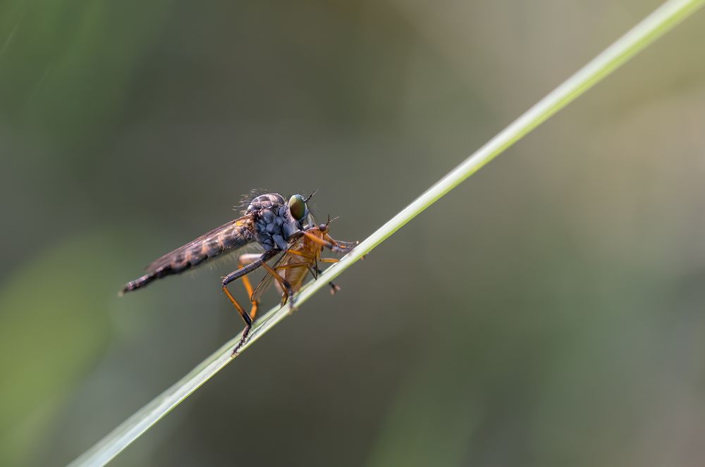 Raubfliege Foto & Bild tiere, wildlife, insekten Bilder auf