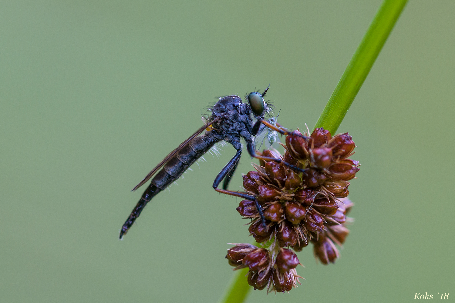 Raubfliege en miniature