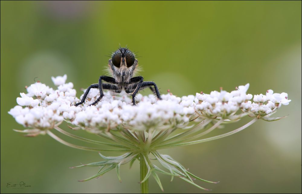 Raubfliege Foto & Bild natur, fliegen, insekten Bilder auf