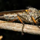 Raubfliege (Fam. Asilidae), etwa 15 mm lang, mit Beute: einer kleineren Fliege